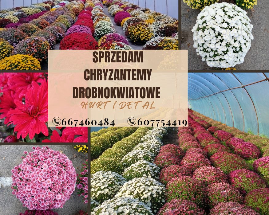 Chryzantemy drobnokwiatowe