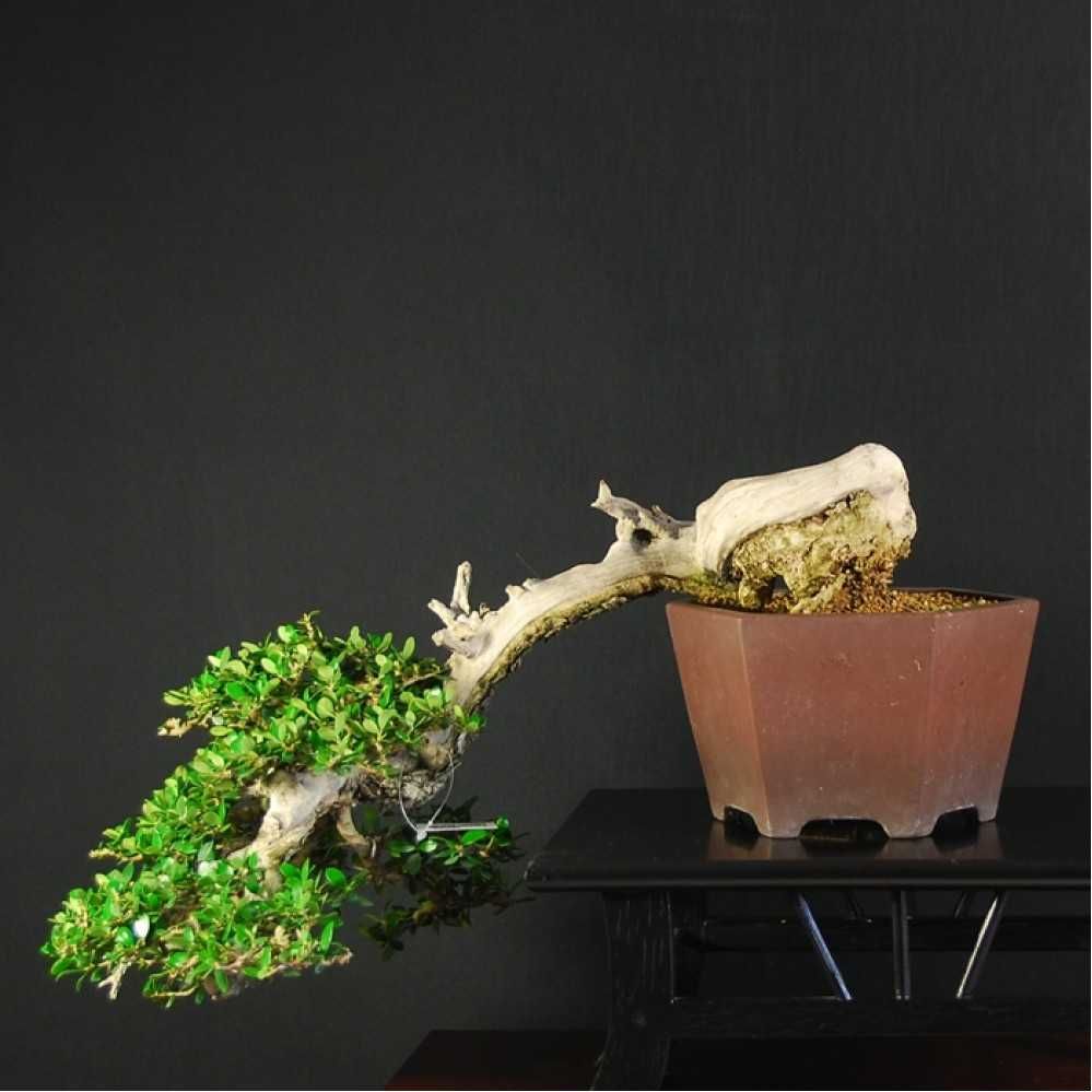 Bonsai Ullastre de Antonio Arana