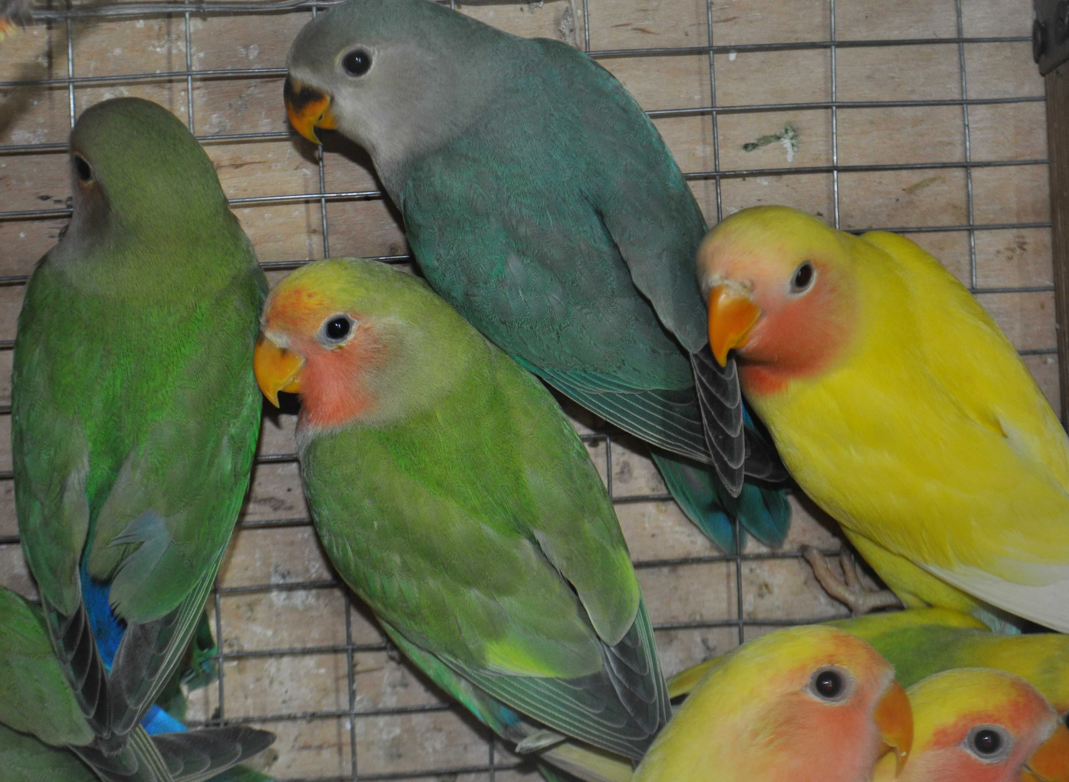 Волнистые попугаи неразлучники разных видов