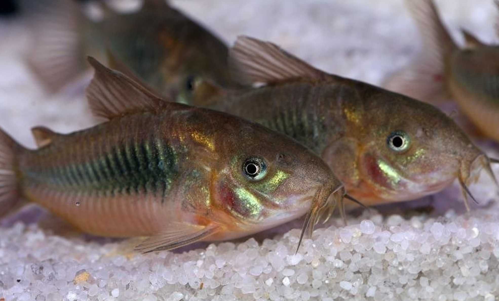 Kirysek spiżowy - Corydoras aeneus - Kirys - dowóz, wysyłka