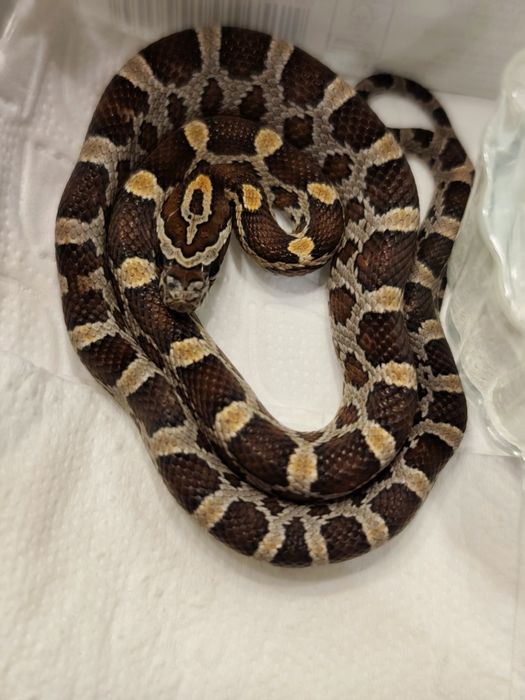 Wąż zbożowy Normal RF (?) het amel anery scaleless ph motley/stripe sa