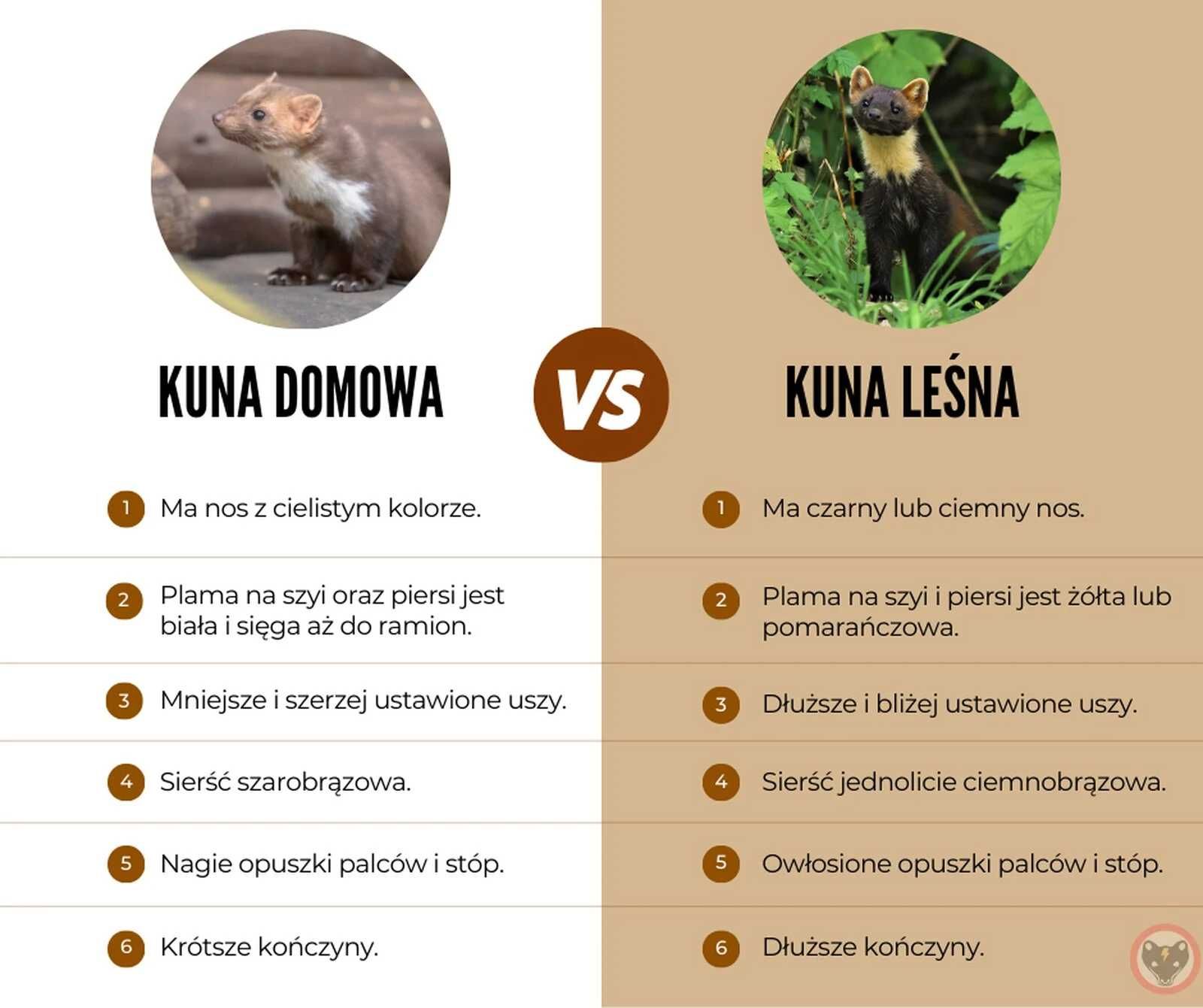 ELEKTROKUNA.PL Firma zwalczająca kuny I Pastuch elektryczny I Stargard