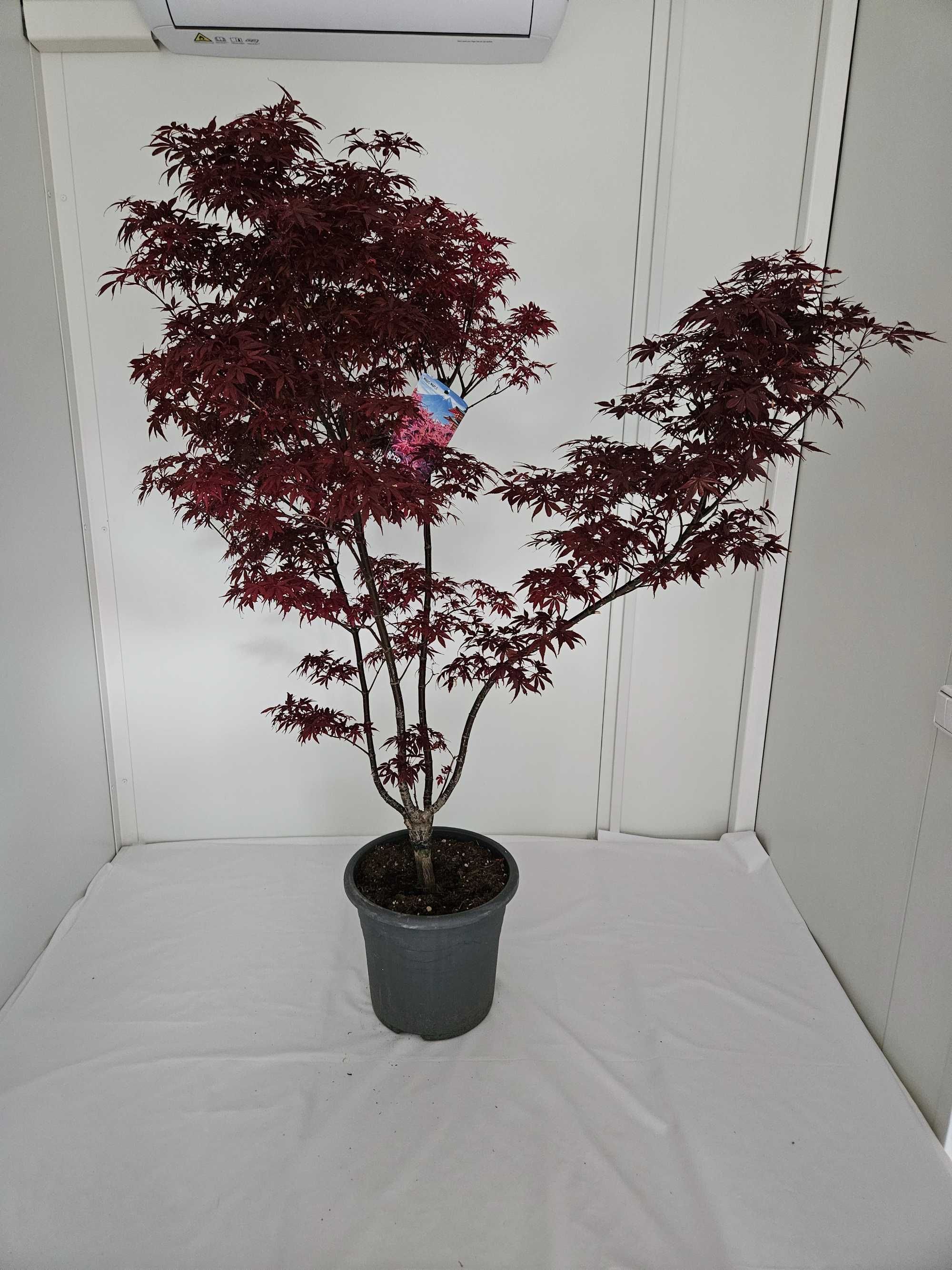 Bonsai – Klon japoński palmowy 'Skeeter's Broom' (Acer palmatum)