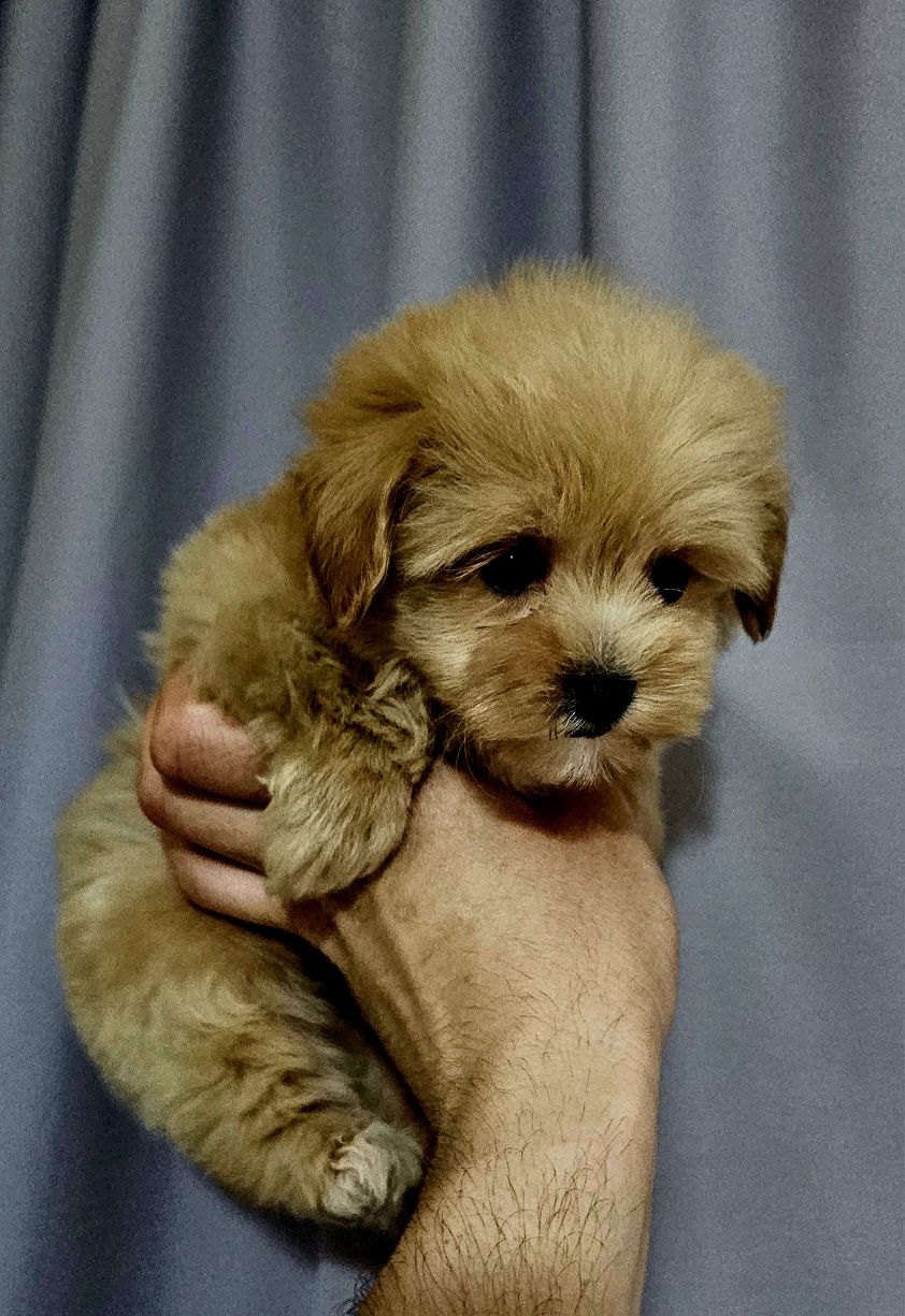 Maltipoo mini suczka f1