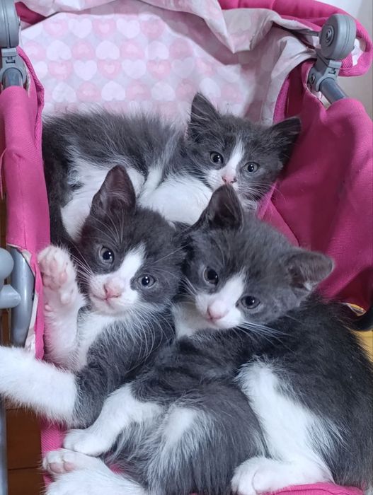 Котики в хороші руки