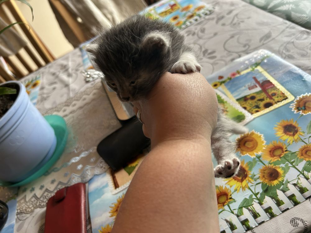 Oddam koty w dobre rece