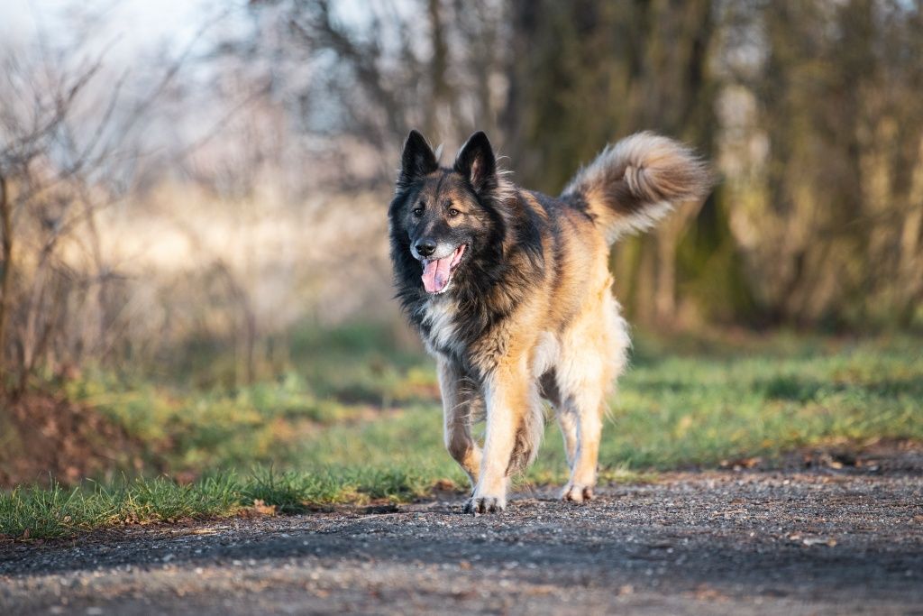Piękny Trevor w typie owczarka do adopcji!
