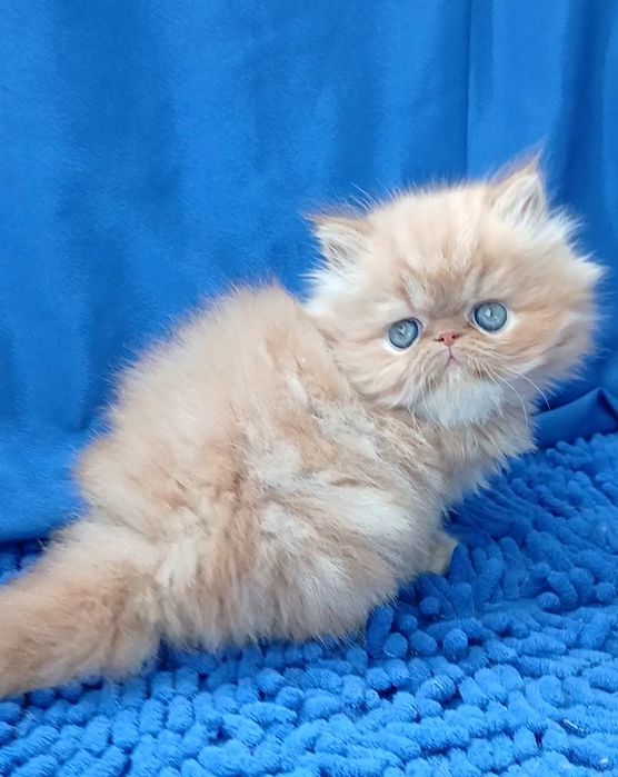 Рыжий Рыжий перс мальчик