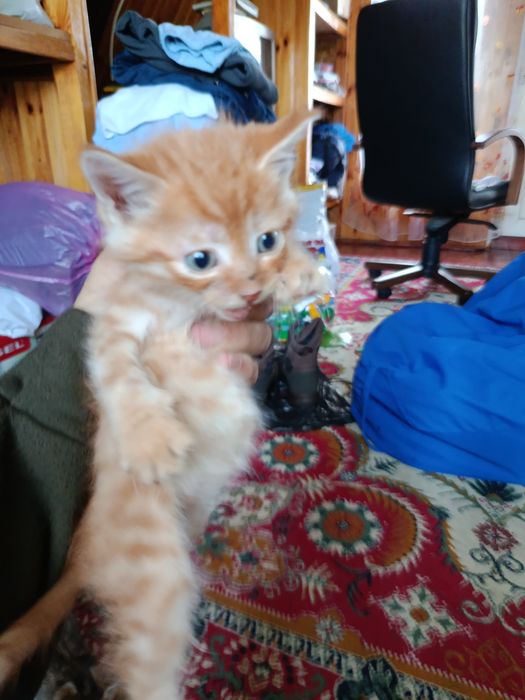 Котята бесплатно