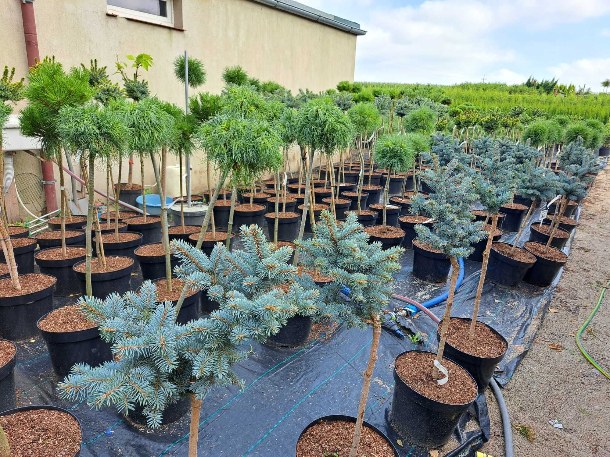 Bonsai Sosna świerk KULA SZCZEPIONA na pniu 10l