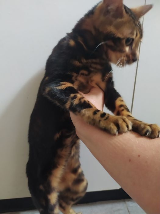 Бенгальская мраморная  кошечка Ben n 22