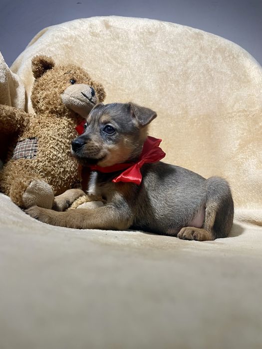 Гарнюня чекає на тебе