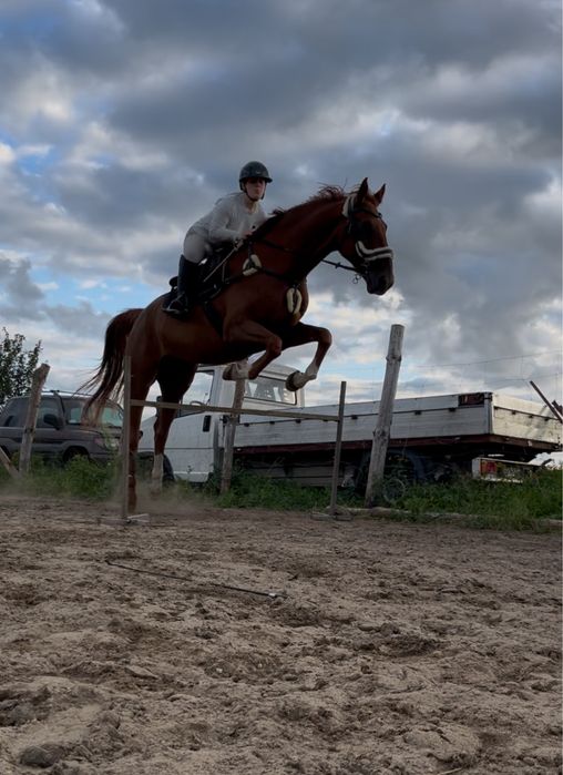 Wysoki 12letni walach sprzedaz