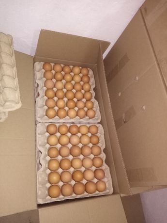 Продам інкубаційне яйце Чеський Домінант
