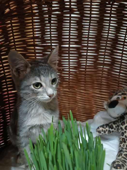 Маленький голубой полосатый котёнок мальчик табби ищет дом! Котята