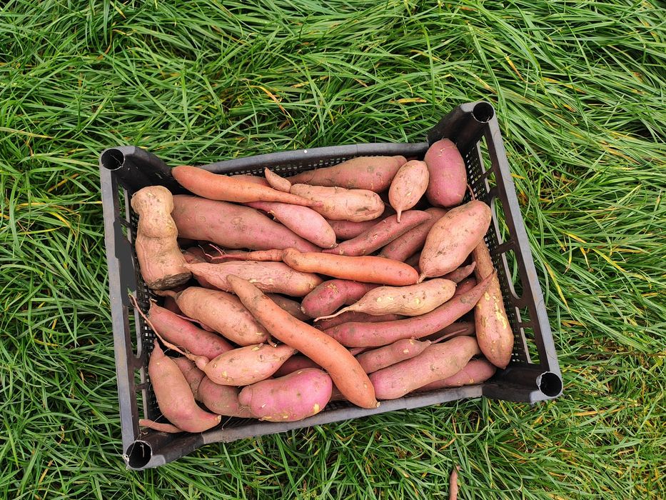 Батат, ідеально підходить для запікання