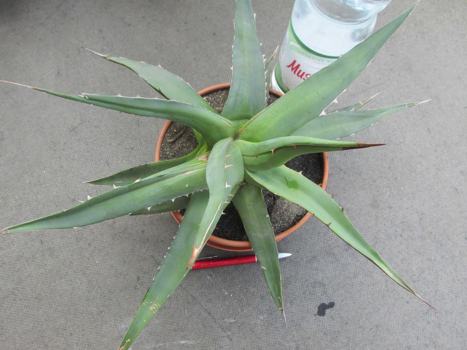 Odhodowana endemiczna agawa z Gwatemali - agave ghiesbreghtii