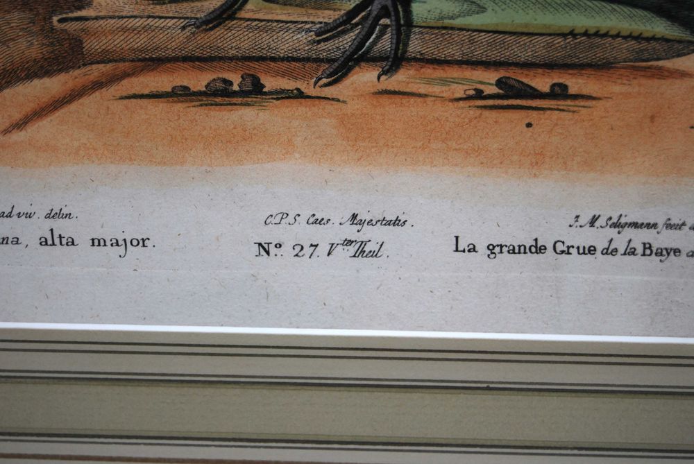 George Edwards (1694 - 1773) wizerunki ptaków miedzioryt