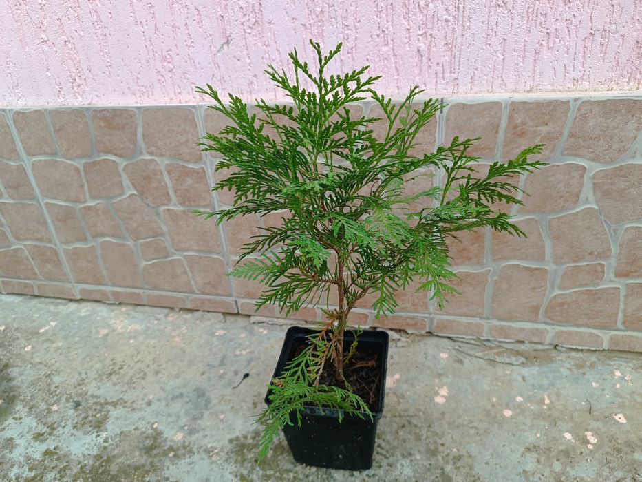 Туя западная Danica Aurea \Туя західна Даніка Ауреа в контейнере