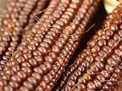 MILHO DOURADO - Adaptado ao nosso clima