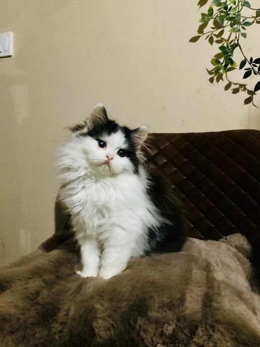 Scottish Straight HighLand ( pelo longo)