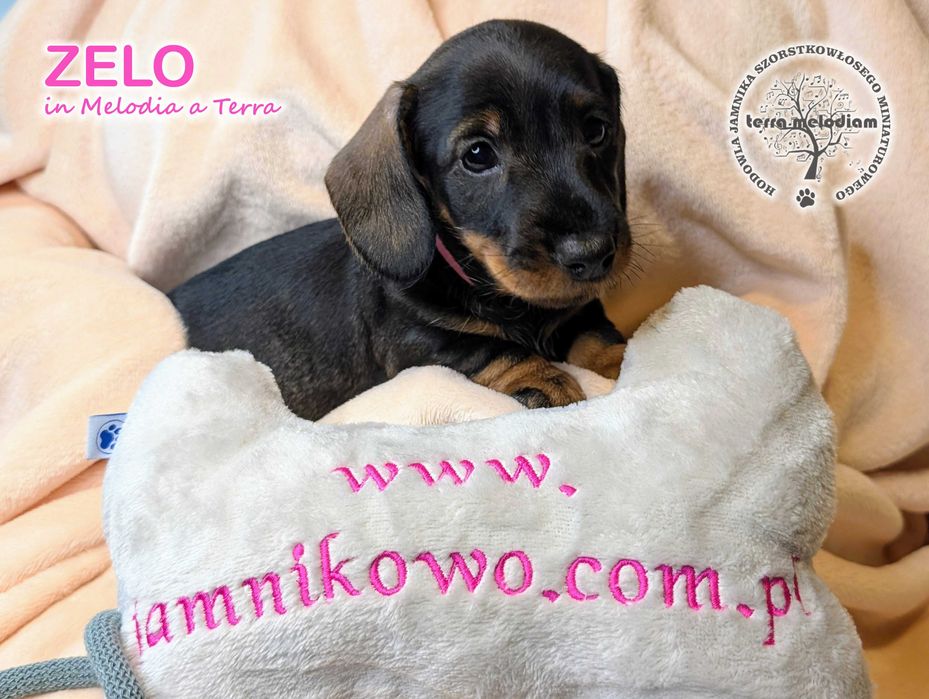 Jamnik szorstkowłosy miniaturowy - suczka ZELO