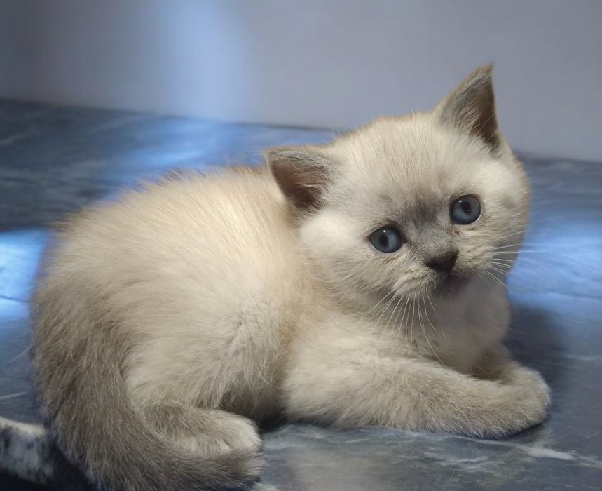 шотландська чистокровна