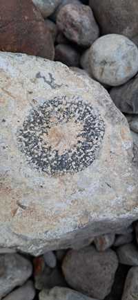 Skamieniałość. Ventriculites - skamieniała morska gąbka.