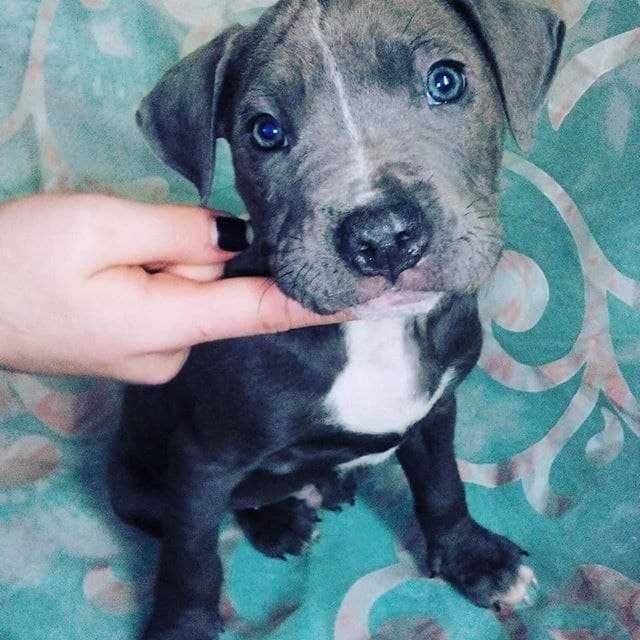 American Pitbull Terrier Blue Nose(В'язка)