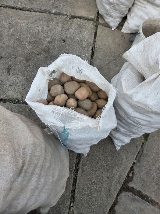 Картопля екологічно чиста Тайфун. Домашня! Без хімікатів