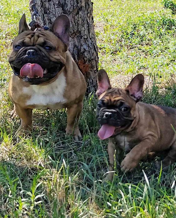 Щенки Французского бульдога