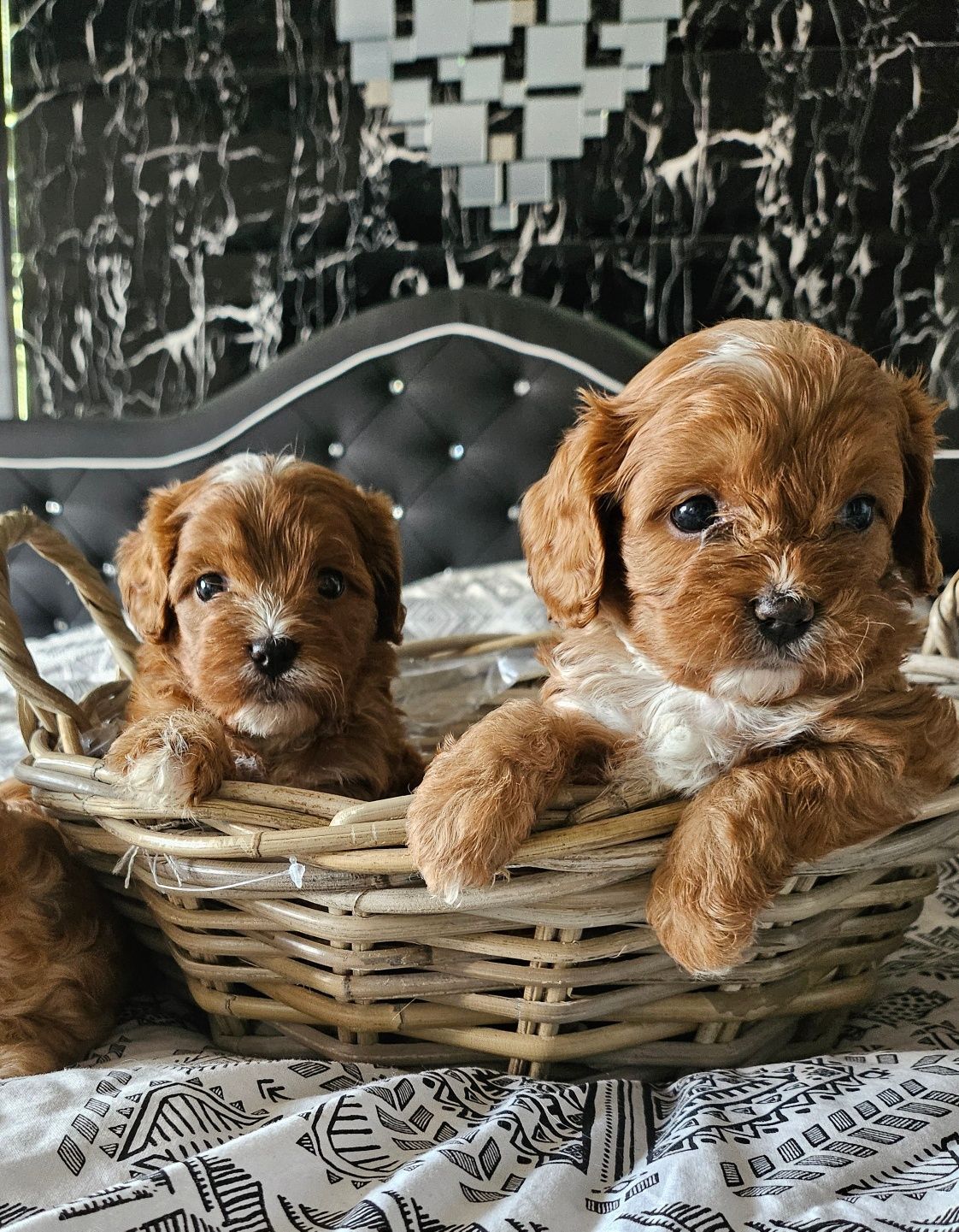 Cavapoo piesek wychowany przez behawioryste.