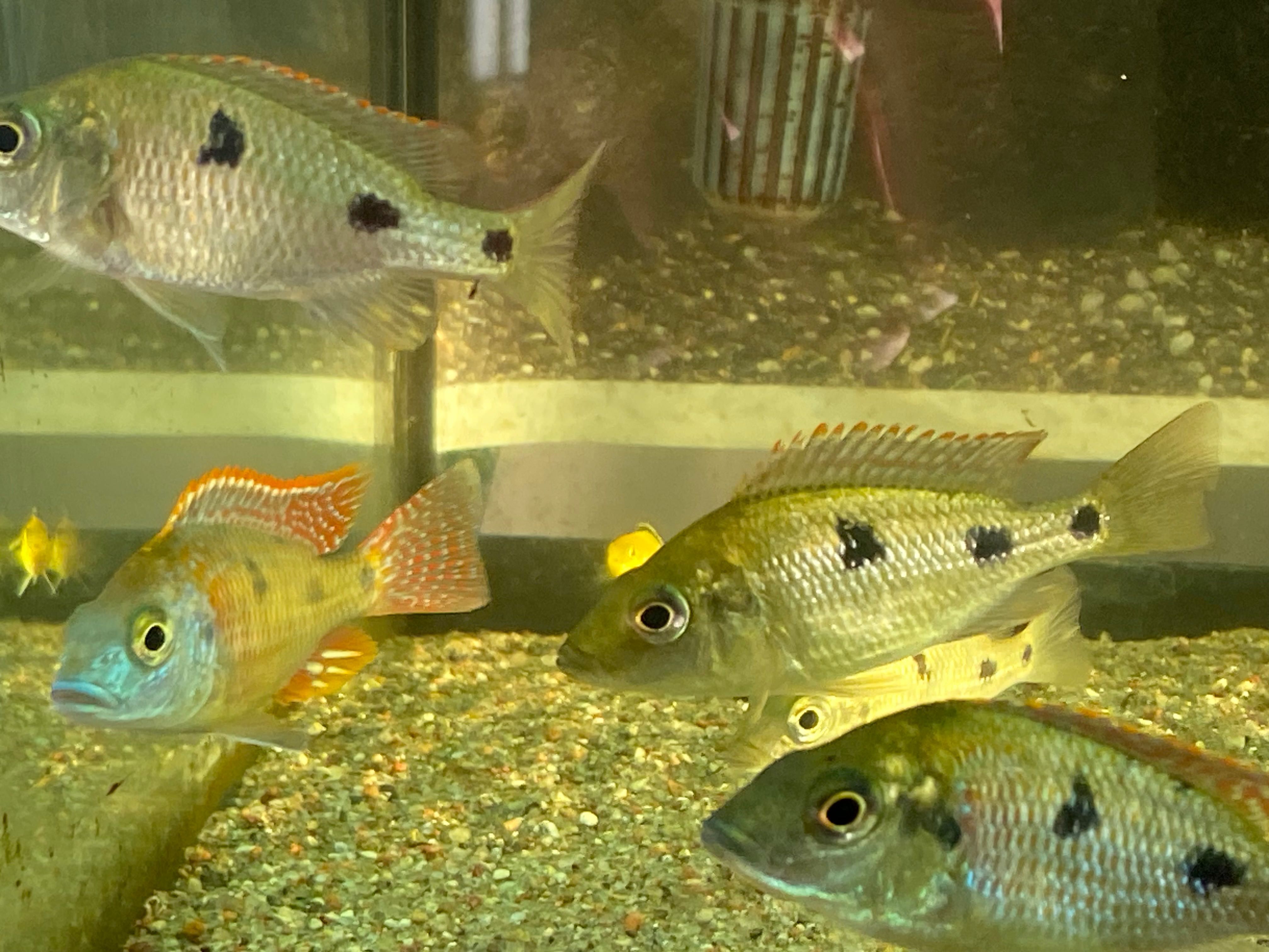 Sprzedam młode  Otopharynx Tetrastigma
