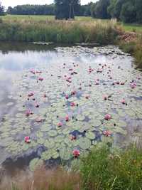 Lilie wodne rośliny wodne