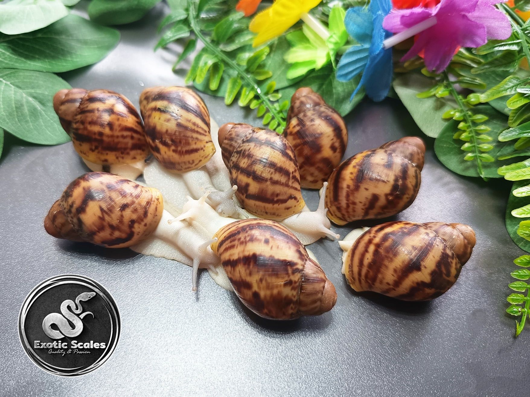 Archachatina Marginata suturalis silver body /albino