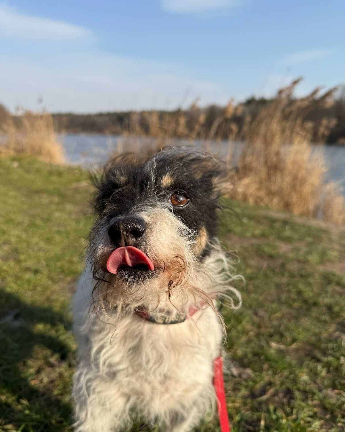 Cudowne mikrosuczki Figa i Misia do adopcji