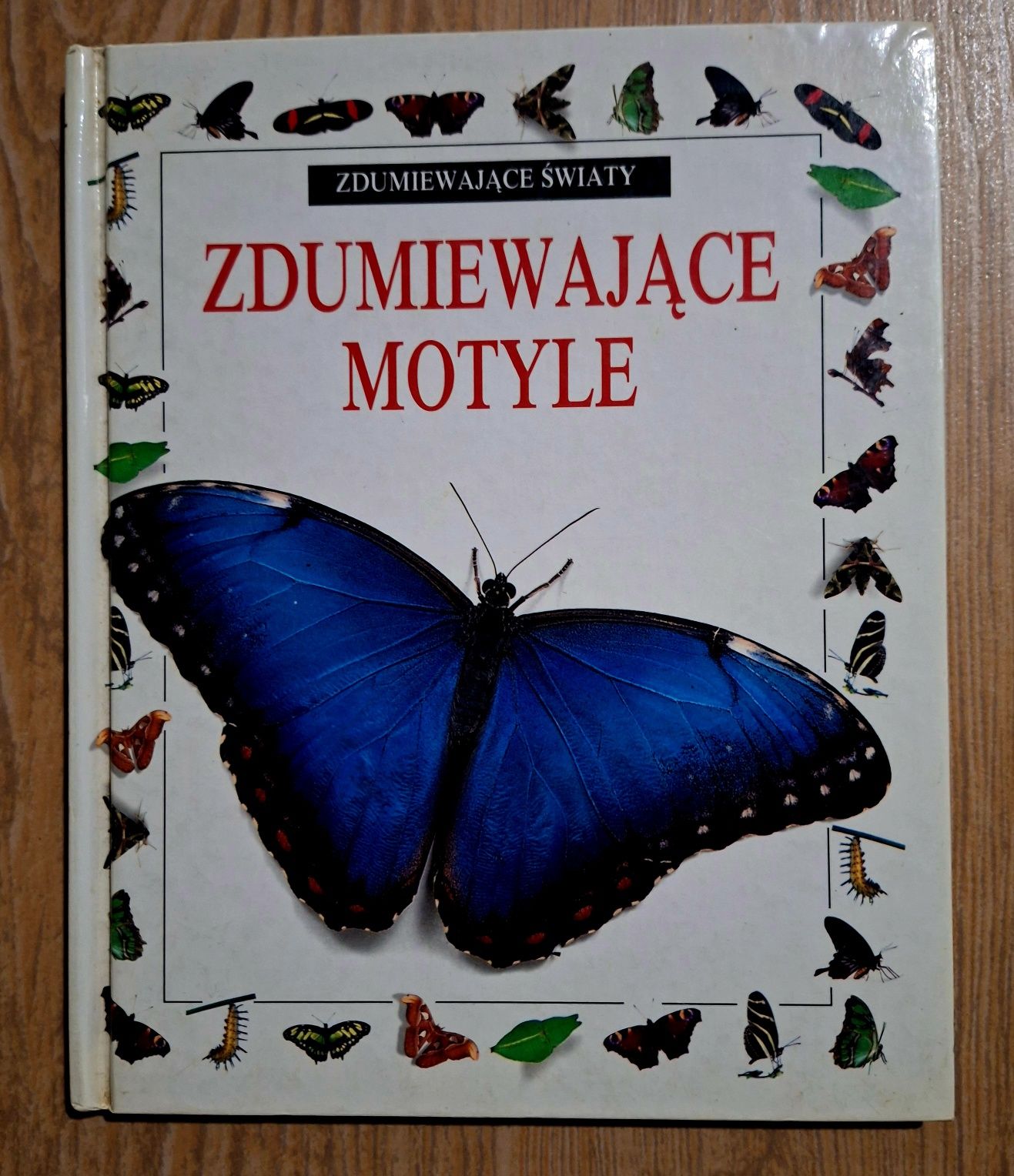 Motyle zdumiewające swiaty