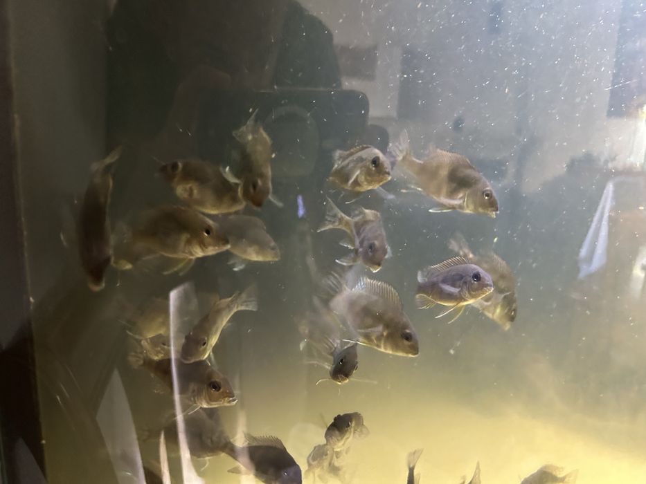 40 Geophagus Tapajos orange head 5cm