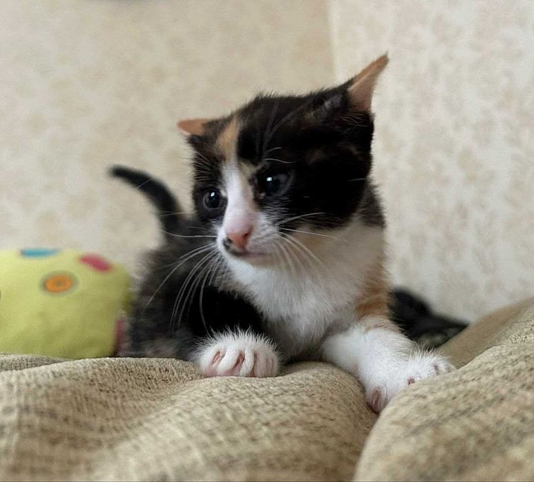 Кошечка 6-7 месяцев