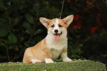 Welsh Corgi Pembroke piesek naturalny bobtail