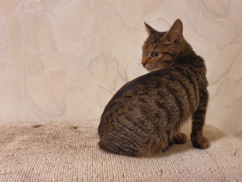 Отдам котёнка 5-6 месяцев