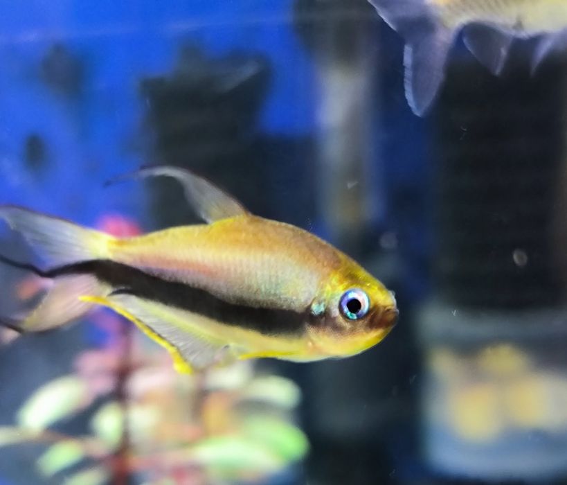 Tetra Cesarska rybka