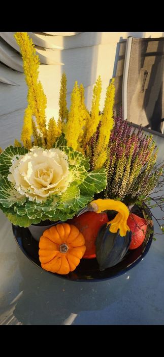 Kapusta ozdobna dekoracyjna