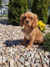 Samczyk cavalier King Charles spaniel