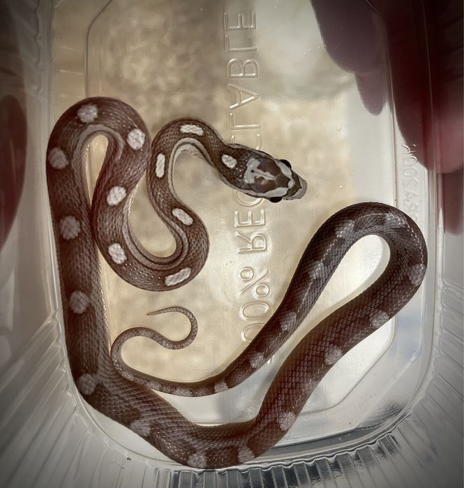 Wąż zbożowy z kompetnym wyposażeniem