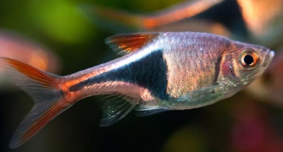 Razbora klinowa.