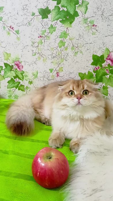 Найніжніша дівчинка золота шиншила Хайленд