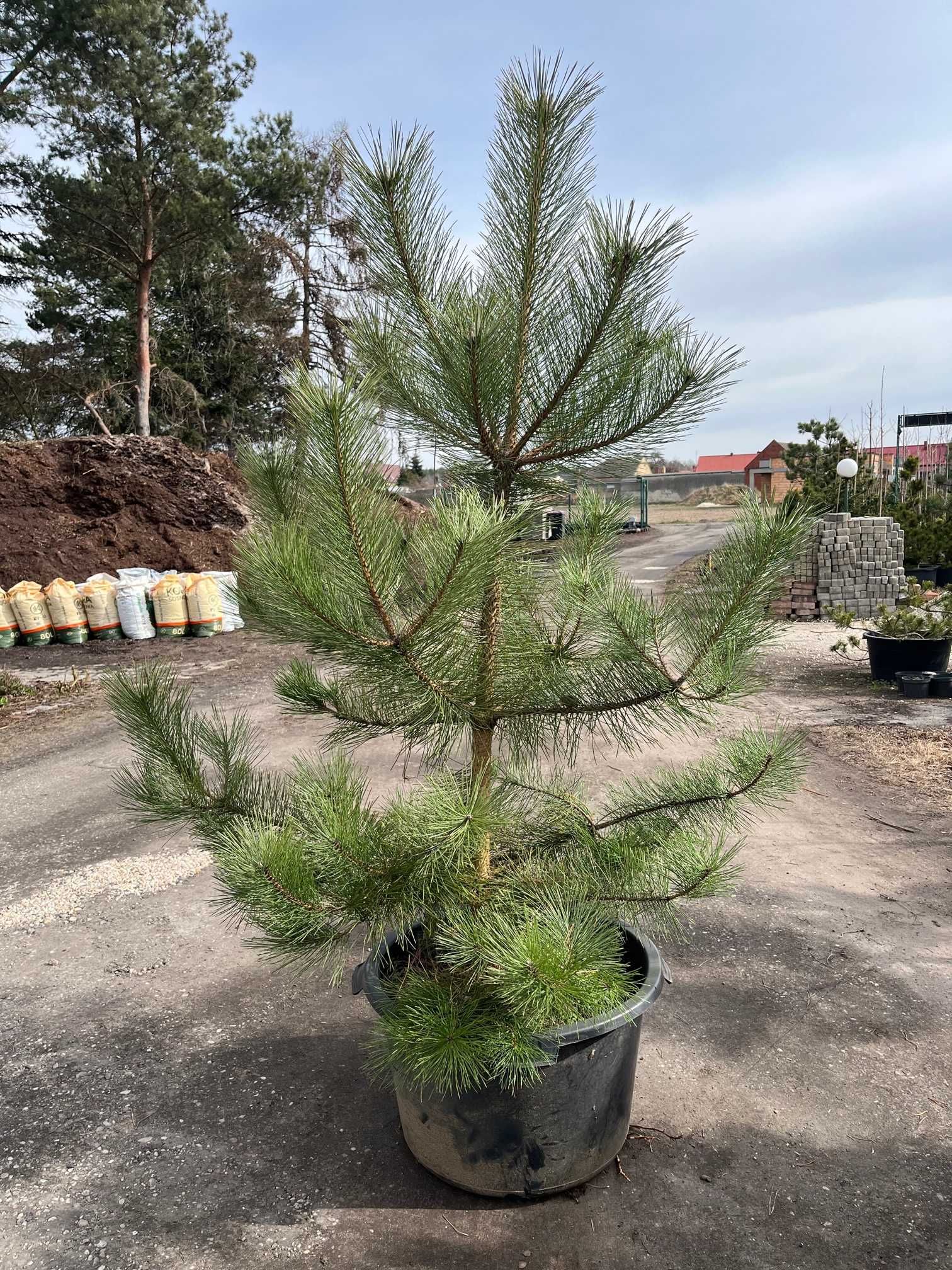 Sosna Czarna 'Pinus Nigra' wys ok. 180-200cm