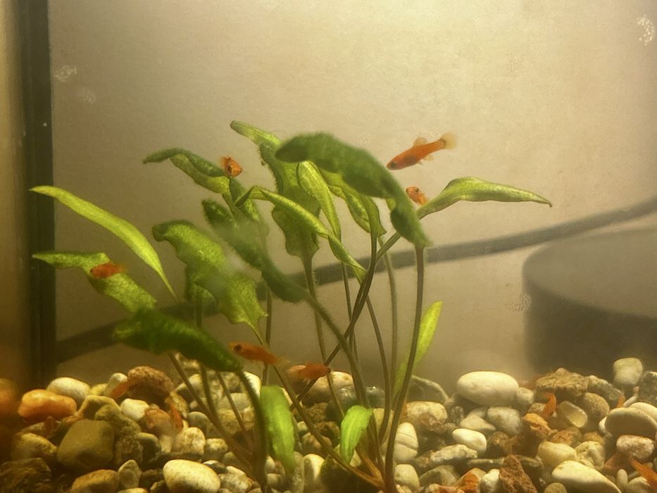 Akwarium z rybkami. 34 L