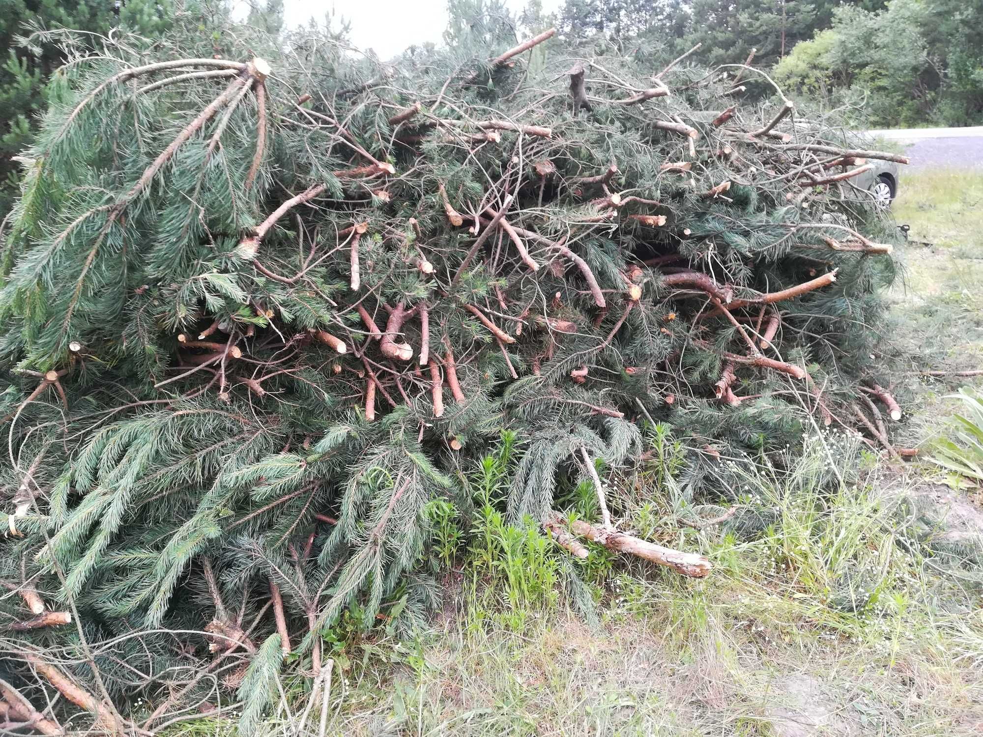 Oddam chrust gałęzie sosny